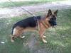 Ciro in the park