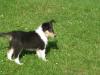 Robbie as a puppy