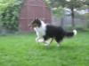 Robbie chasing a toy