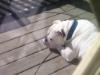 watch dog on duty
