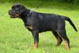 Apache Suny Day's 4 months old