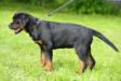 Apache Suny Day's 4 months old