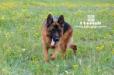 Rosty in Grassland Huitengxile