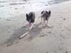 at the beach with Pella