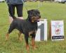 V V1 Rating (9-12 month females), RCC Sieger 2013