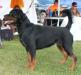V2 Rating (18-24 month females), RCC Sieger Show 2014