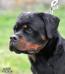Al Capone Suny Day's 9 months old
