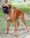 Magnus 6meses