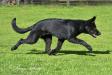 Macho vom Alt-Ostland 5 mo
