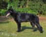 Macho vom Alt-Ostland 7 mo