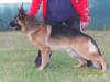 Ciro in stance