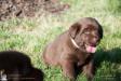 4 weeks old