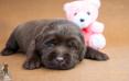 2 weeks old