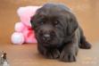 3 weeks old