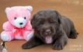 3 weeks old