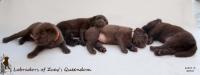 6 weeks old