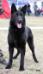 Breeding German Shepherd male