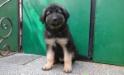 Puppies of Barcardi Breeze von Sunrise 56 days