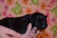 3 days old