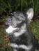 Adel @ 9 weeks