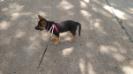 10 weeks stance