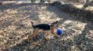 Playing with her jolly ball 