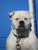 Sookie at 4 years old (photo2)