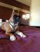 Diva watching TV at the Motel while at the Taylor, Tx ICE Dog Show