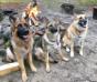 Bailey hanging with her siblings up north. Bailey is in the middle. 