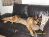 Sweet dreams Ciro!!!