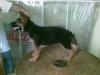12 wks