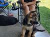 11 weeks old
