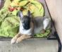 10 weeks old