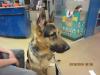 10&#x2F;15&#x2F;2018 Graduation From PetSmart