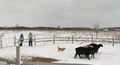 Leningrad region, Zaostrovye, 05 jan 2020, Herding NHAT VG