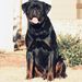Akbarforce Mack (Batman) Sitting Pictures
