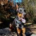 Drago 18 months