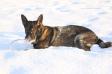 snow 2010