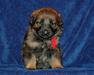 4 weeks old 