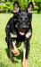 High Voltage Von Peet - Black and Tan Working Line German Shepherd Puppy
