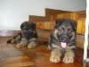 puppy pics