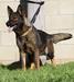 Kato's dam, Meah De Aztlan K9