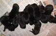 Au Kato&#x27;s littermates at birth