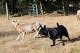 Herding trial 9 months