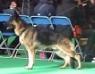 crufts