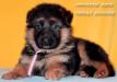 Zhara from the breeder house