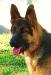 Cabeza con 6,5 meses