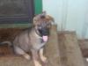 11 wks old tomarrow