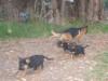 Pixel con cachorros "C"