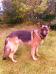 Sam Again11